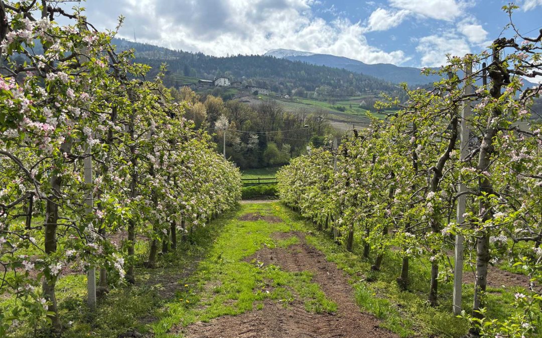 L’importanza della potatura in Valle d’Aosta