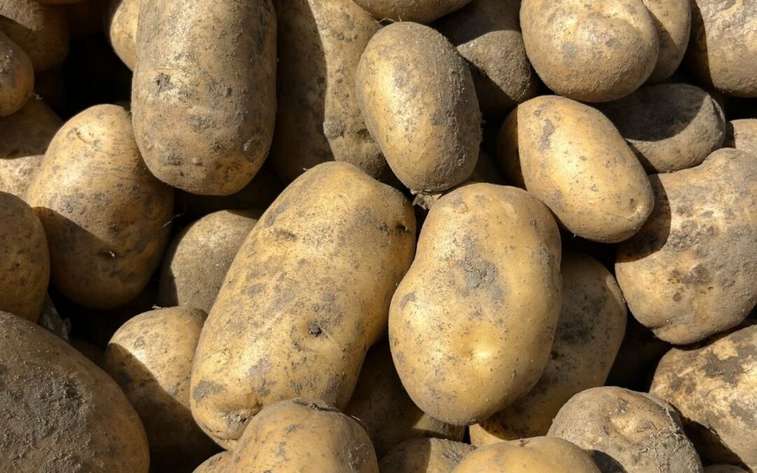 Terreni di montagna: come prepararli per la coltivazione delle patate