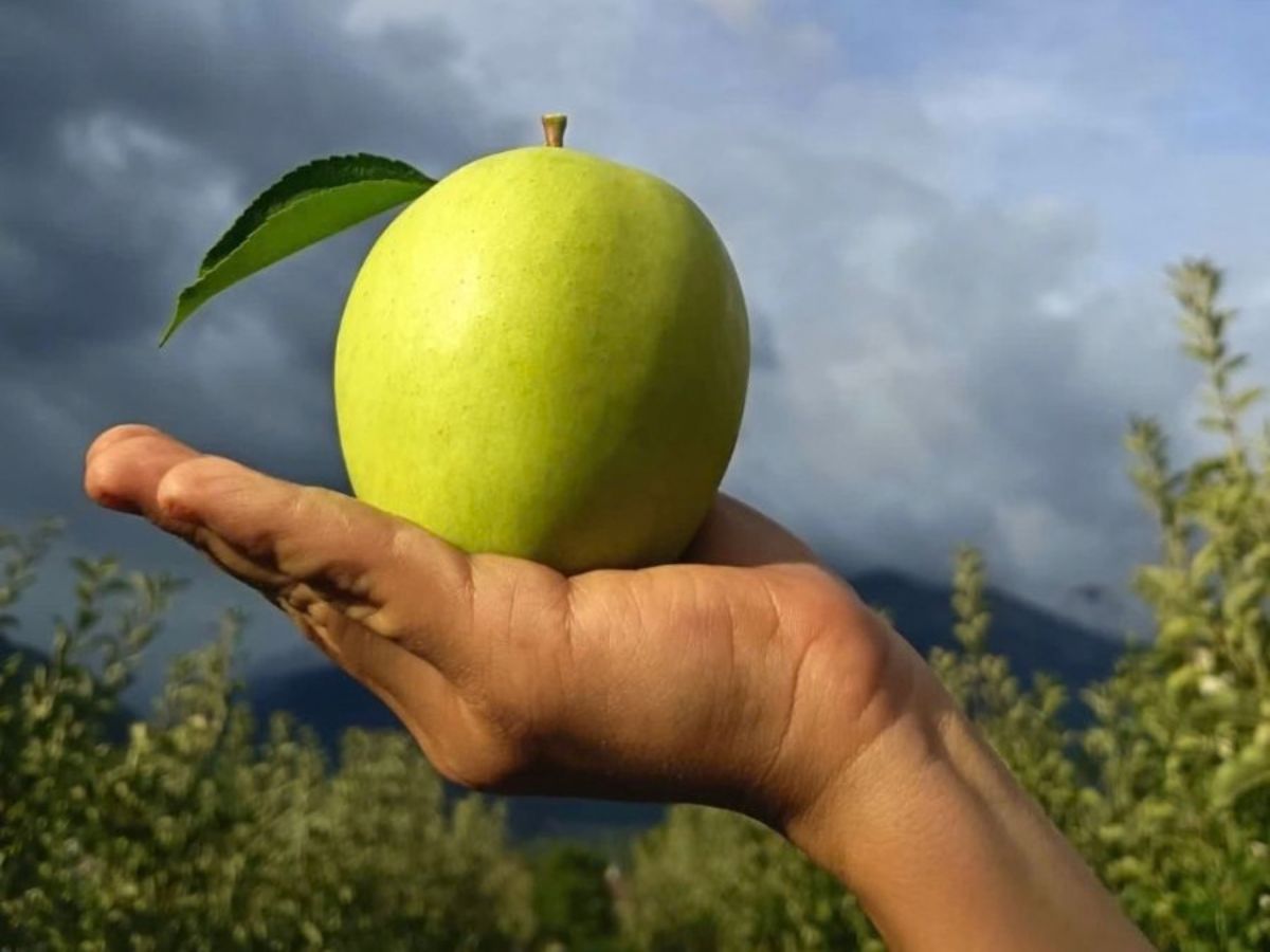 Patate-LaBrenva-AziendaAgricola-Valled'aosta-Aosta(1)